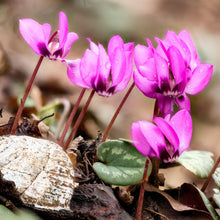 Cyclamen - Angel Flutter Mix: 3 Bulbs