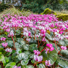 Cyclamen - Angel Flutter Mix: 3 Bulbs