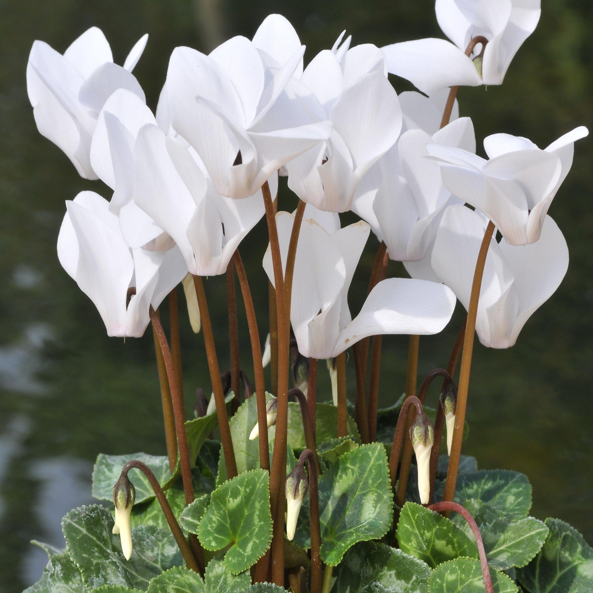 Cyclamen - Angel Flutter Mix: 3 Bulbs