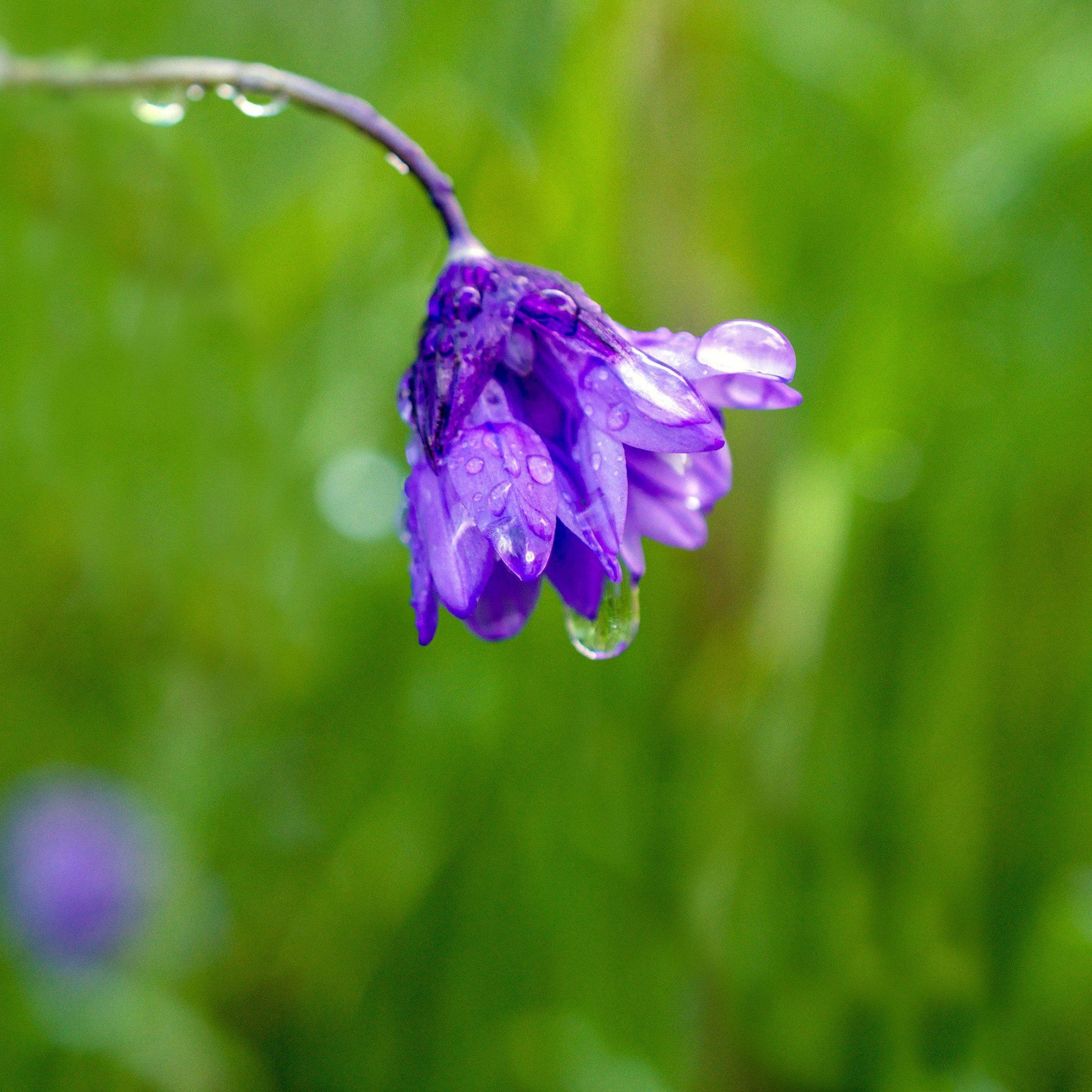 Dichelostemma - Congestum: 10 Bulbs