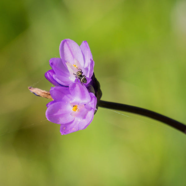 Dichelostemma - Congestum: 10 Bulbs