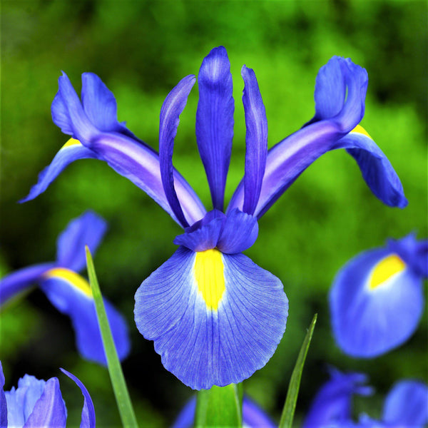 Dutch Iris - Blue Diamond: 20 Bulbs