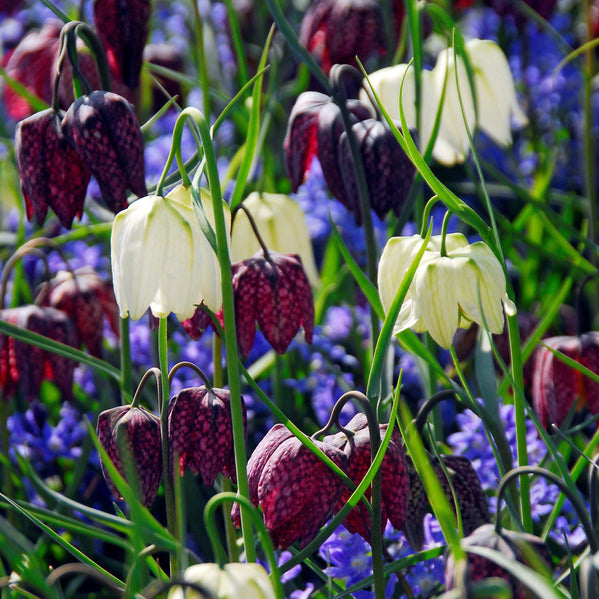 Fritillaria - Checkmate Mix: 50 Bulbs