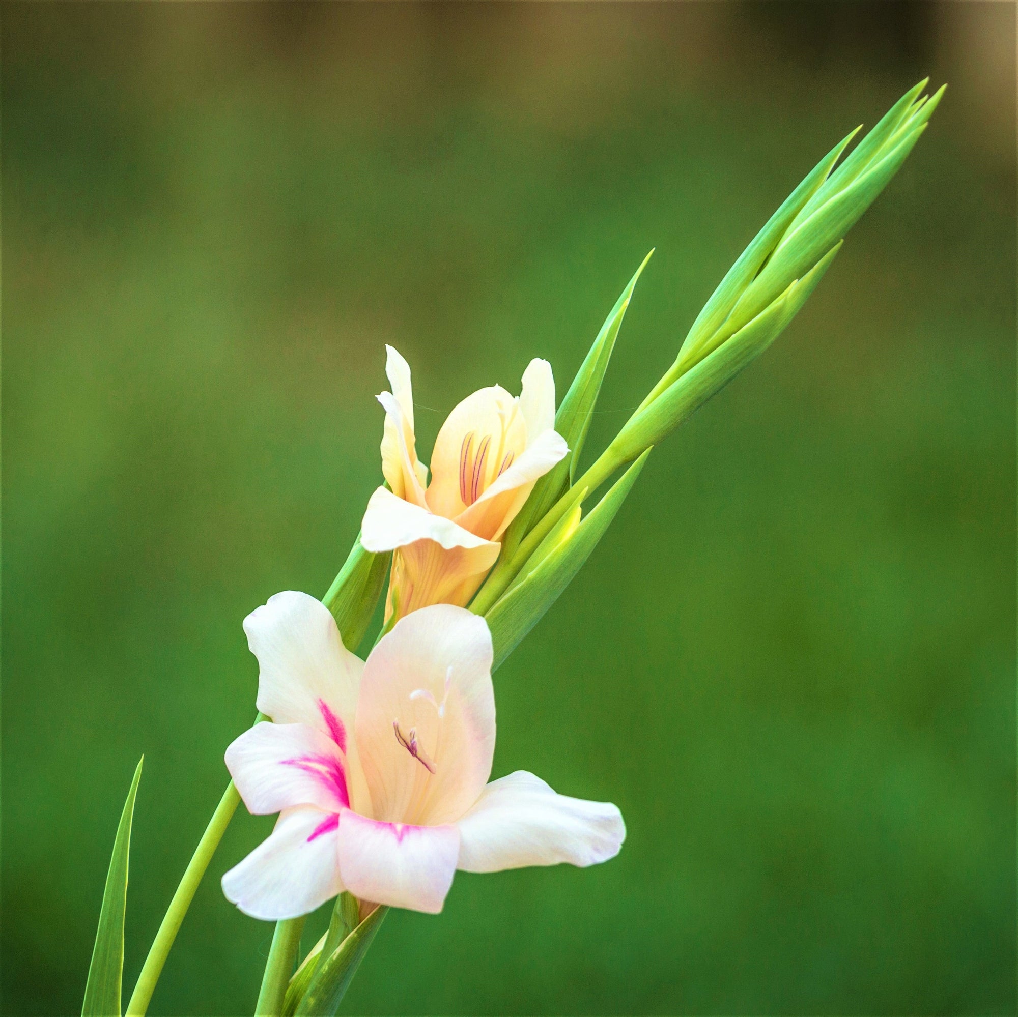 Gladiolus - Nanus Hardy Easy to Grow Mix: 30 Bulbs