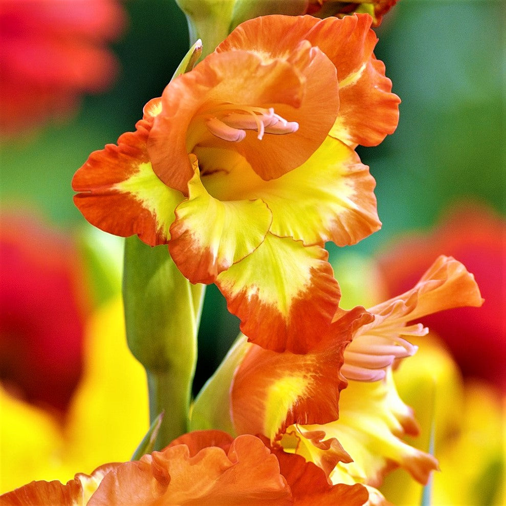 Gladiolus - Nanus Hardy Easy to Grow Mix: 30 Bulbs