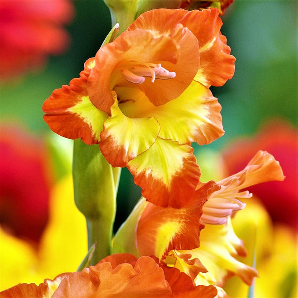 Gladiolus - Nanus Hardy Easy to Grow Mix: 30 Bulbs