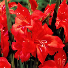 Gladiolus - Nanus Hardy Easy to Grow Mix: 30 Bulbs