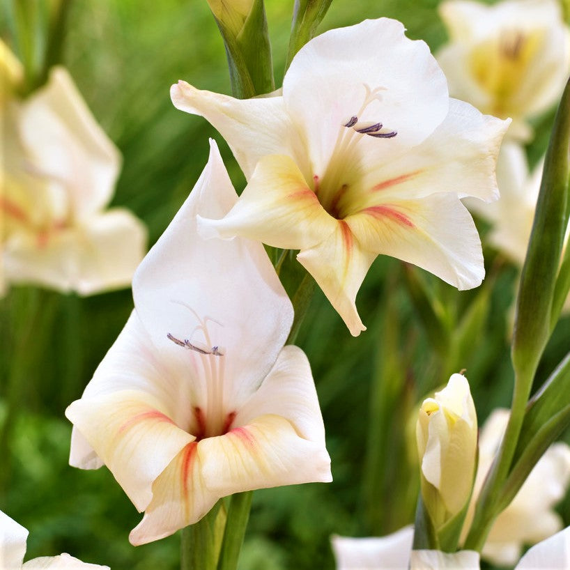 Gladiolus - Nanus Hardy Easy to Grow Mix: 30 Bulbs