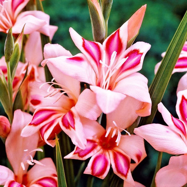 Gladiolus - Nanus Hardy Easy to Grow Mix: 30 Bulbs