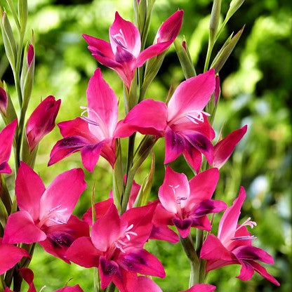 Gladiolus - Nanus Hardy Easy to Grow Mix: 30 Bulbs