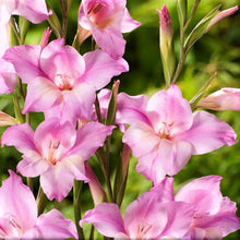 Gladiolus - Nanus Hardy Easy to Grow Mix: 30 Bulbs