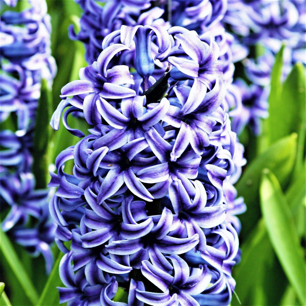 Hyacinth - Blue Jacket: 10 Bulbs