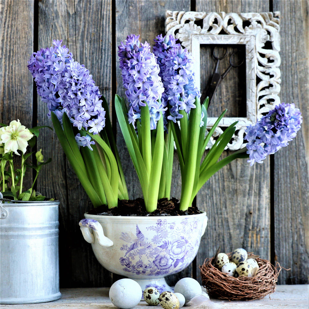 Hyacinth - Blue Jacket: 10 Bulbs