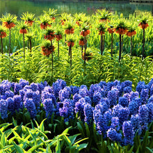 Hyacinth - Blue Jacket: 10 Bulbs