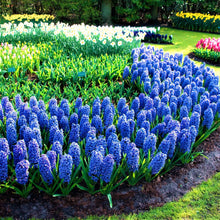 Hyacinth - Blue Jacket: 10 Bulbs