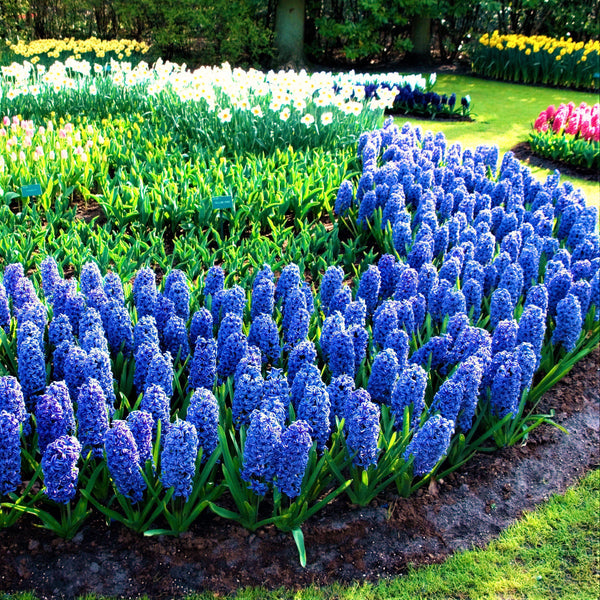 Hyacinth - Blue Jacket: 10 Bulbs