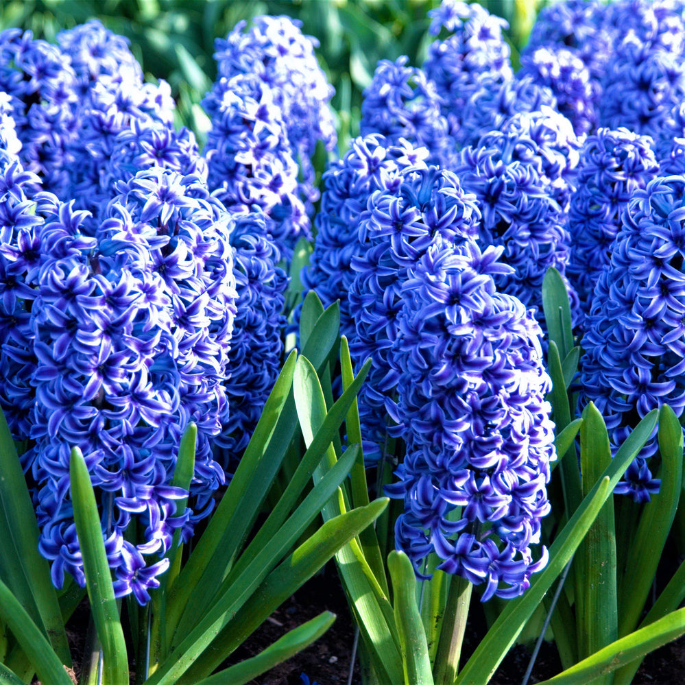 Hyacinth - Blue Jacket: 10 Bulbs