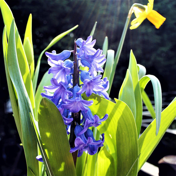 Hyacinth - Blue Jacket: 10 Bulbs