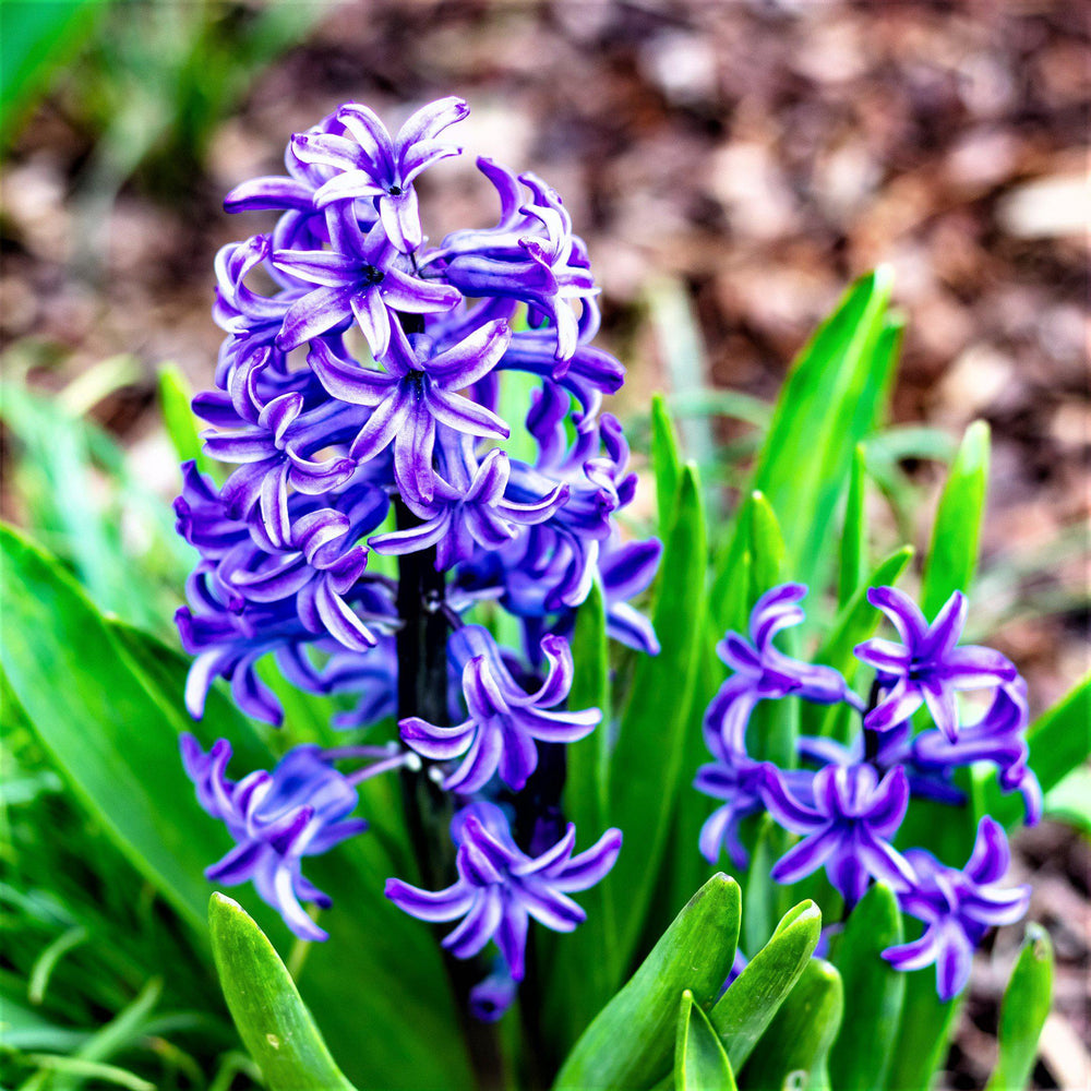 Hyacinth - Blue Jacket: 10 Bulbs