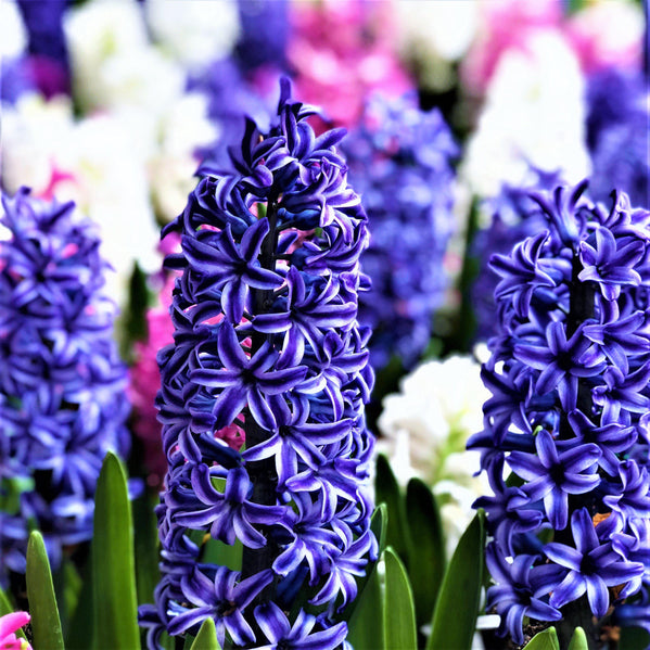 Hyacinth - Blue Jacket: 10 Bulbs