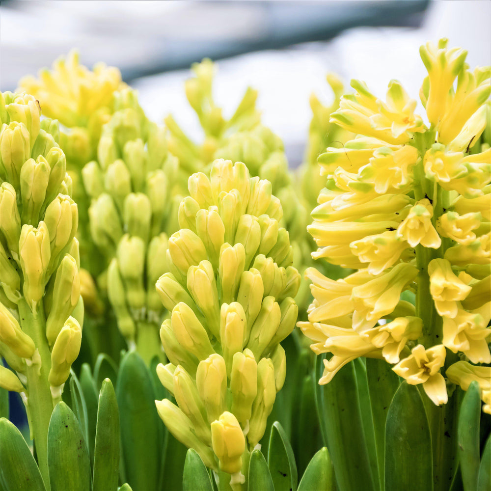 Hyacinth - City of Harlem: 10 Bulbs