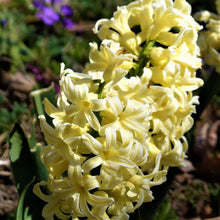 Hyacinth - City of Harlem: 10 Bulbs