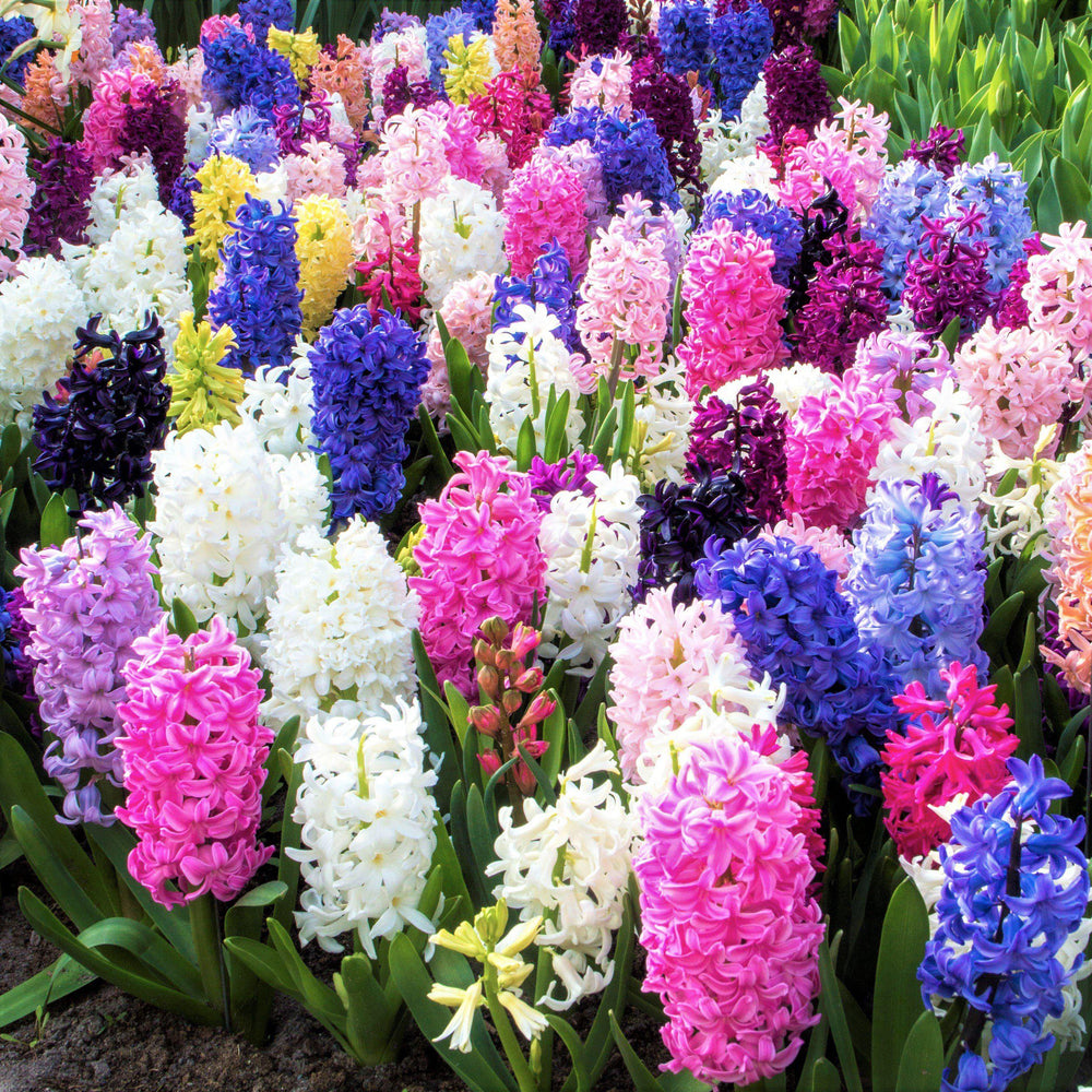 Hyacinth - Fragrant Path Mix: 20 Bulbs