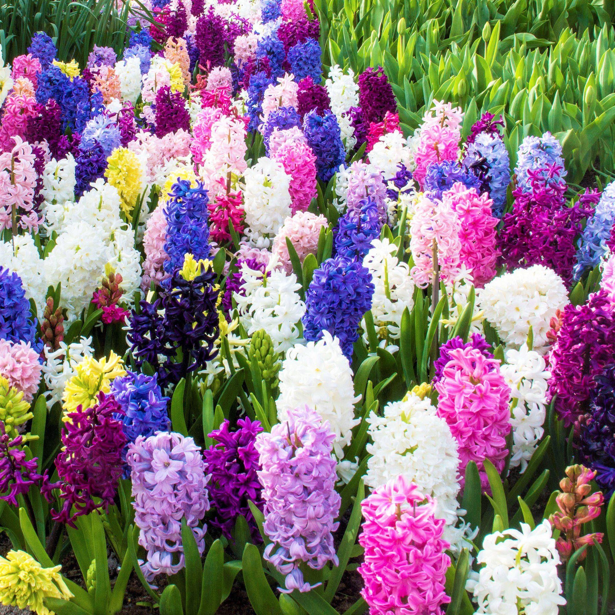 Hyacinth - Fragrant Path Mix: 20 Bulbs