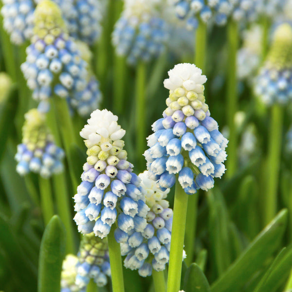 Muscari - Grape Hyacinth Mt. Lady: 10 Bulbs