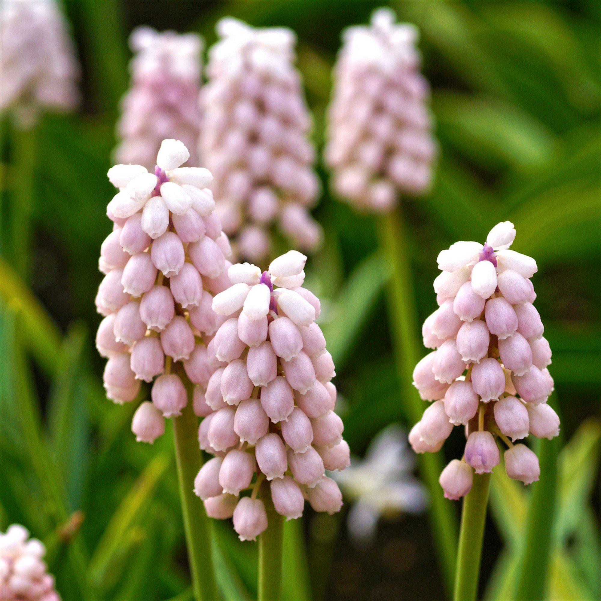 Muscari - Grape Hyacinth Pink Surprise: 10 Bulbs