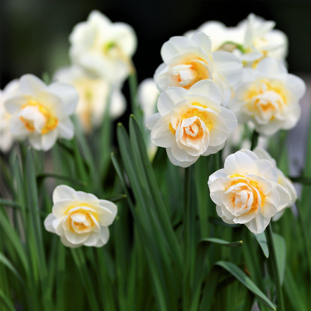 Narcissus - Daffodil Bridal Crown: 10 Bulbs