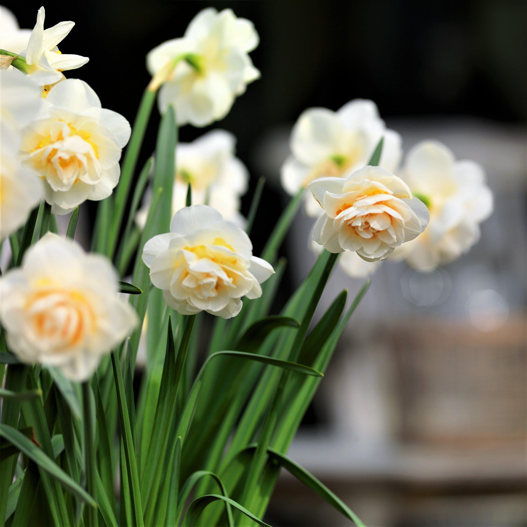 Narcissus - Daffodil Bridal Crown: 10 Bulbs