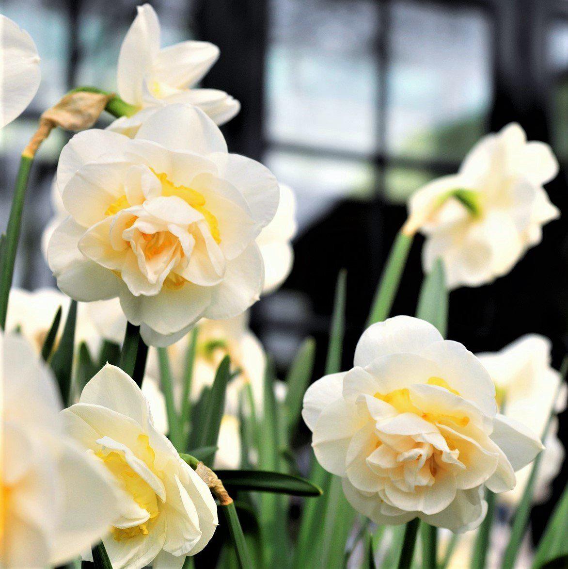 Narcissus - Daffodil Bridal Crown: 10 Bulbs