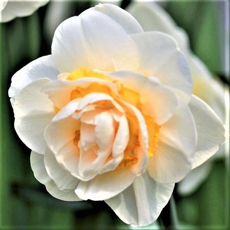 Narcissus - Daffodil Bridal Crown: 10 Bulbs