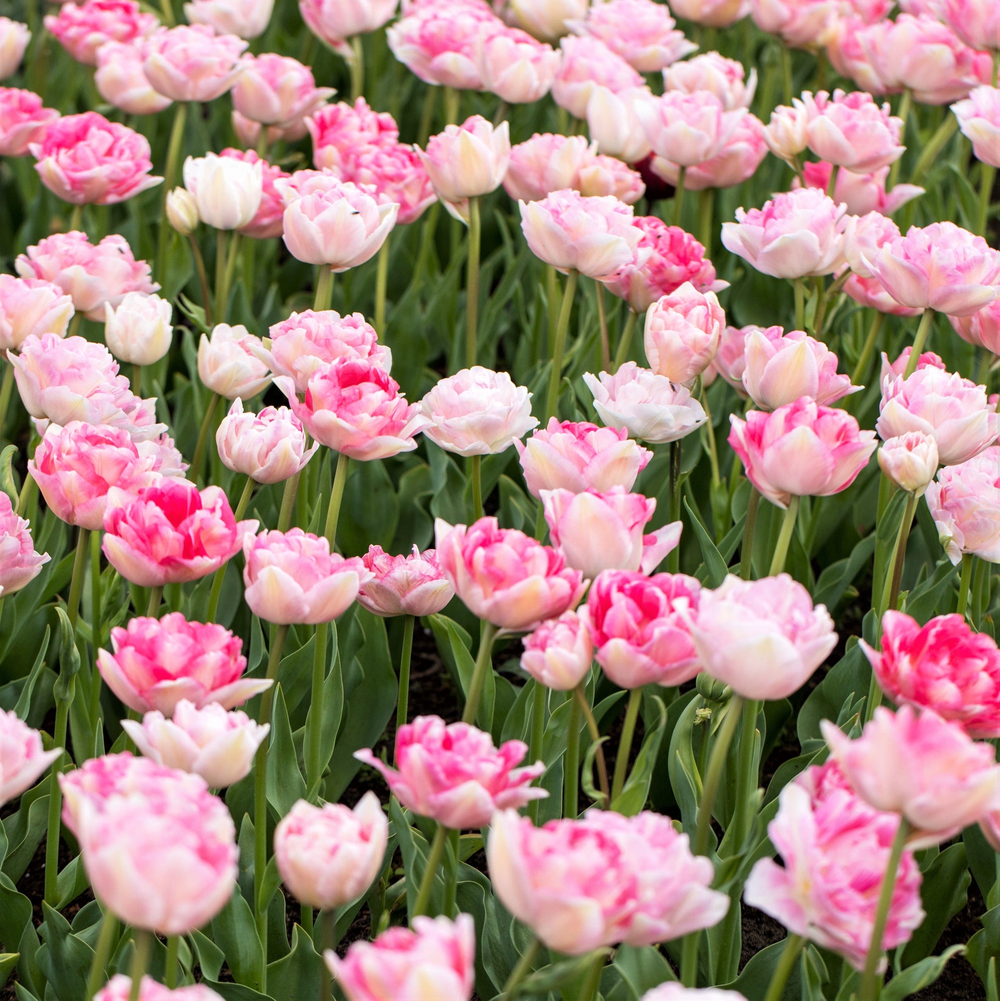 Tulip - Angelique: 10 Bulbs