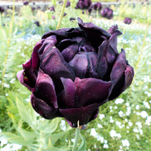 Tulip - Black Hero: 10 Bulbs