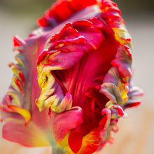 Tulip - Blumex: 10 Bulbs