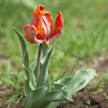 Tulip - Blumex: 10 Bulbs