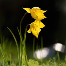 Tulip - Sylvestris: 10 Bulbs