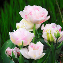 Tulip - Angelique: 10 Bulbs