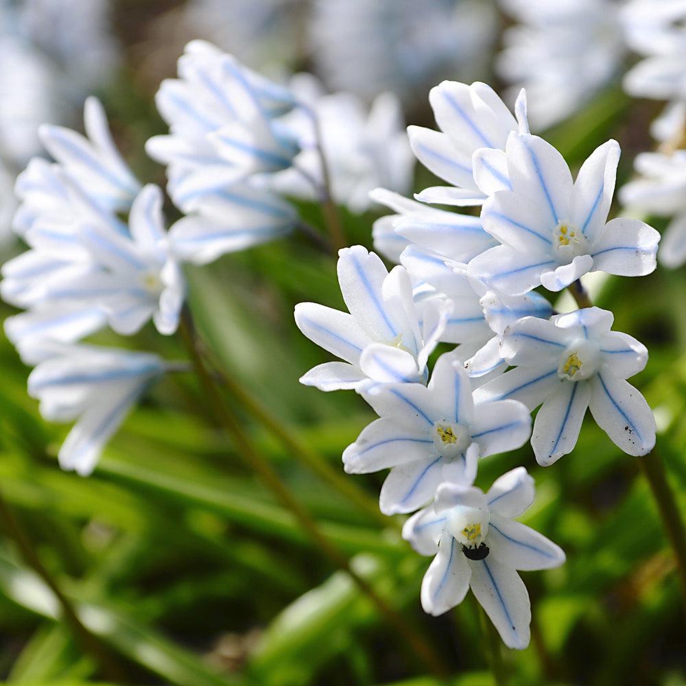 Scilla - Striped Squill Puschkinia: 50 Bulbs